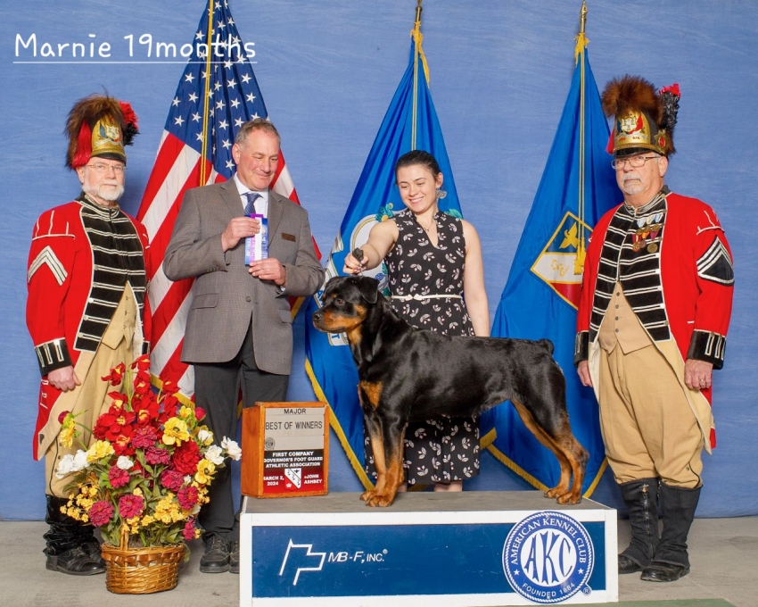 Ikon's Grand Marniers' Nighthawk V Wllslands BOW - Click
for Larger View Marnie @ 19 months